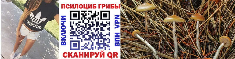 Галлюциногенные грибы Cubensis  Купить  Сафоново 